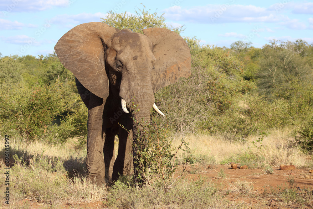 Fototapeta premium Afrikanischer Elefant / African elephant / Loxodonta africana