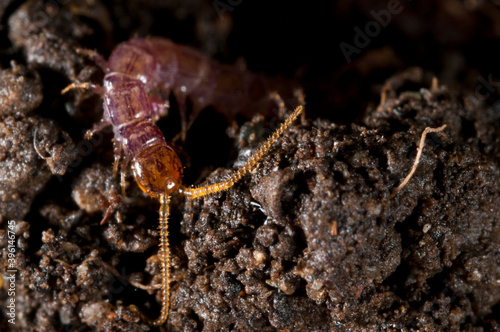 Centipede (Eupolybothrus sp.). photo