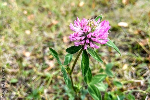 Close-up of a flower of young clover, background.