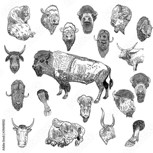 Bull set. Hand drawing of head portrait and standing in different poses. Butting up bison and farm ox. Chinese New Year 2021 symbol is Ox. Vector.