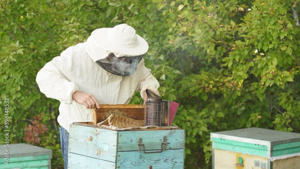 Beekeeper works in apiary. Beekeeper inspects the frame with bees Beekeeper works in apiary. Beekeeper inspects the frame with bees