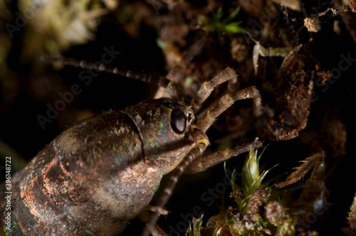 Archaeognatha order, Italy. photo