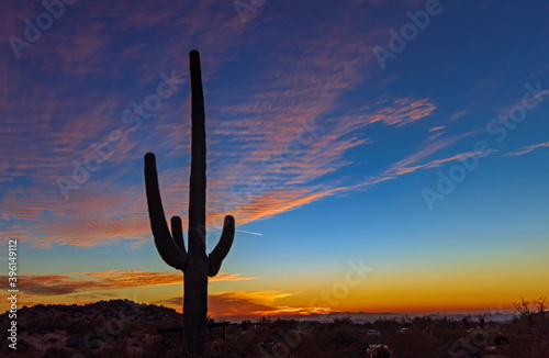 Silhouette Of Cactus At Sunset Time Near Phoenix