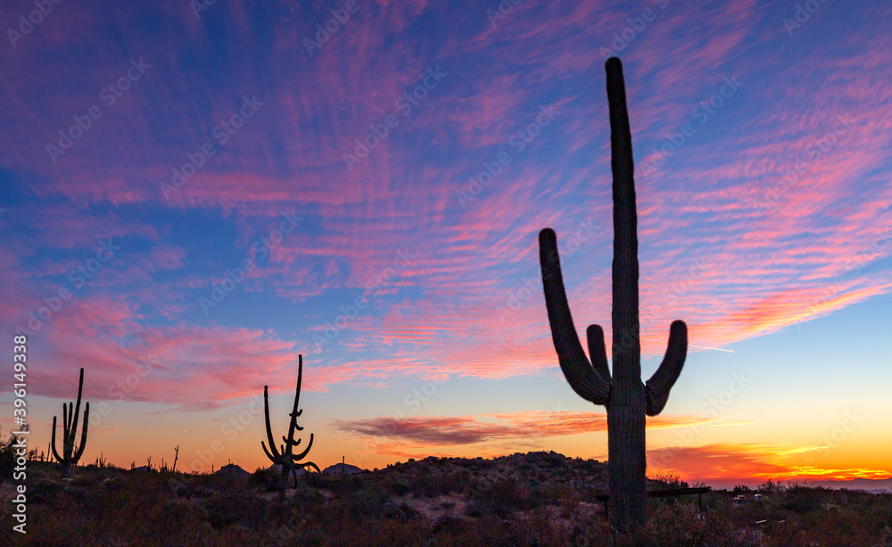 Vibrant Sunset Skies With Cactus In Arizona Near Scottsdale