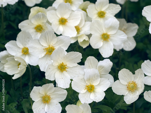 Anemone flowers in the garden.