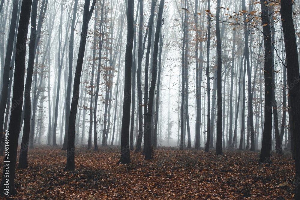 tall trees in fog in forest