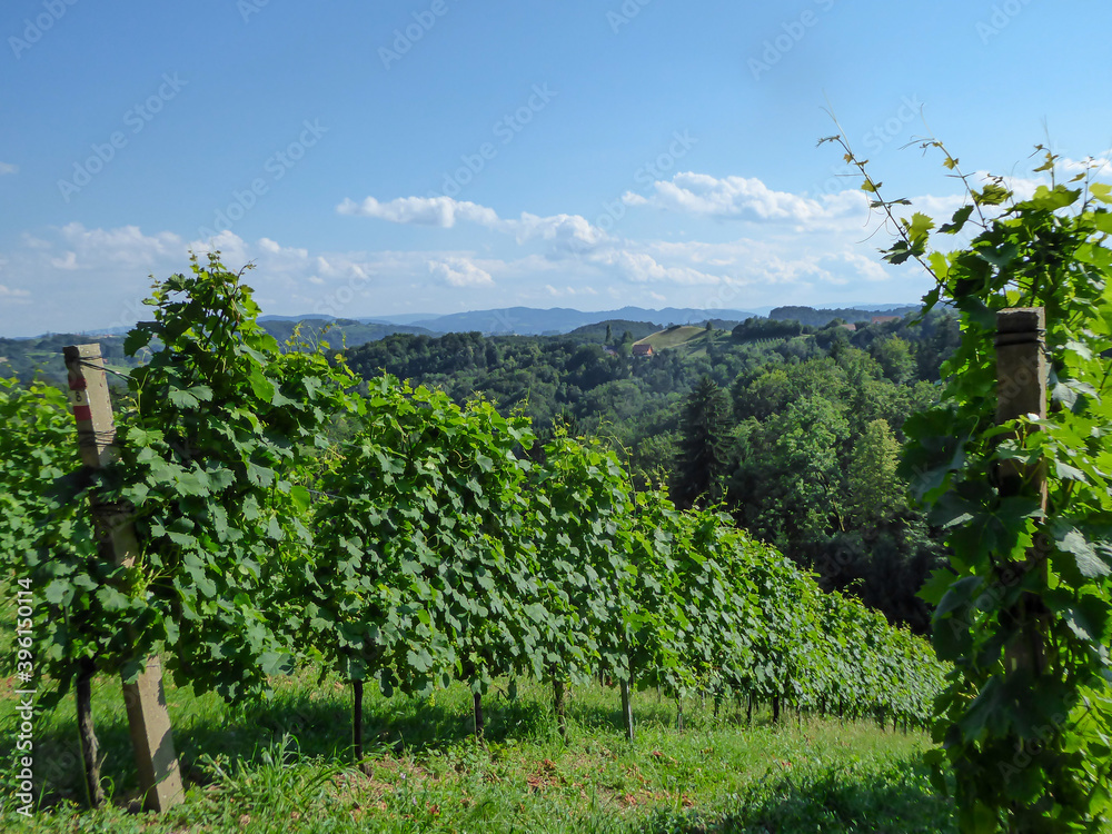 A lush green wine yard in South Styria in Austria. There are many rows of wine, stretching over a vast territory. Wine plantation. Vintage. Clear and bright day.