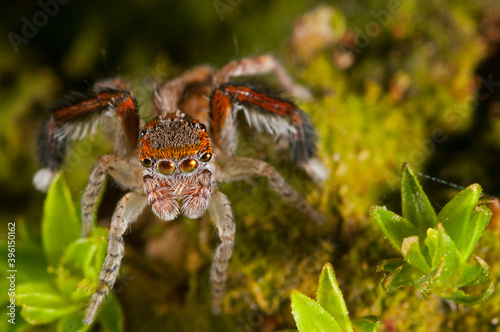 A jumping spider (Saitis barbipes) male, Italy.