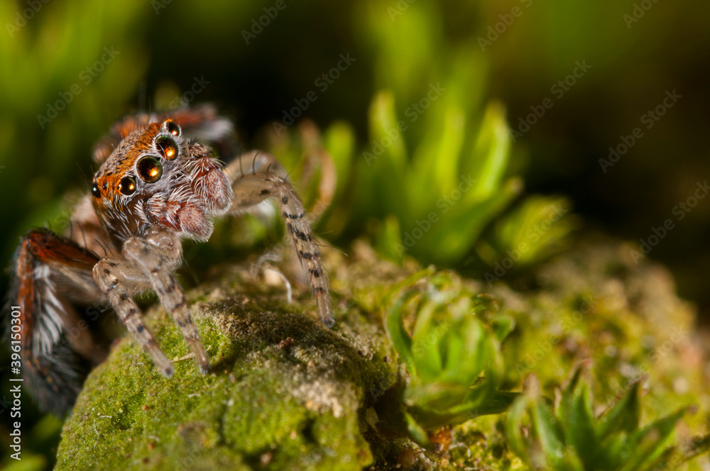 A jumping spider (Saitis barbipes) male, Italy.