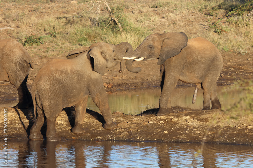 Obraz premium Afrikanischer Elefant / African elephant / Loxodonta africana.