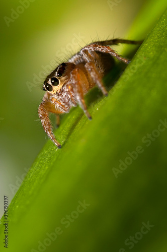 Jumping spider (Evarcha jucunda) female, Italy.