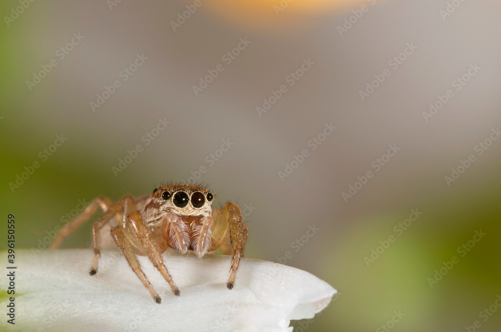 Jumping spider (Icius subinermis) female, Italy.
Jumping spider (Icius subinermis) female, Italy.