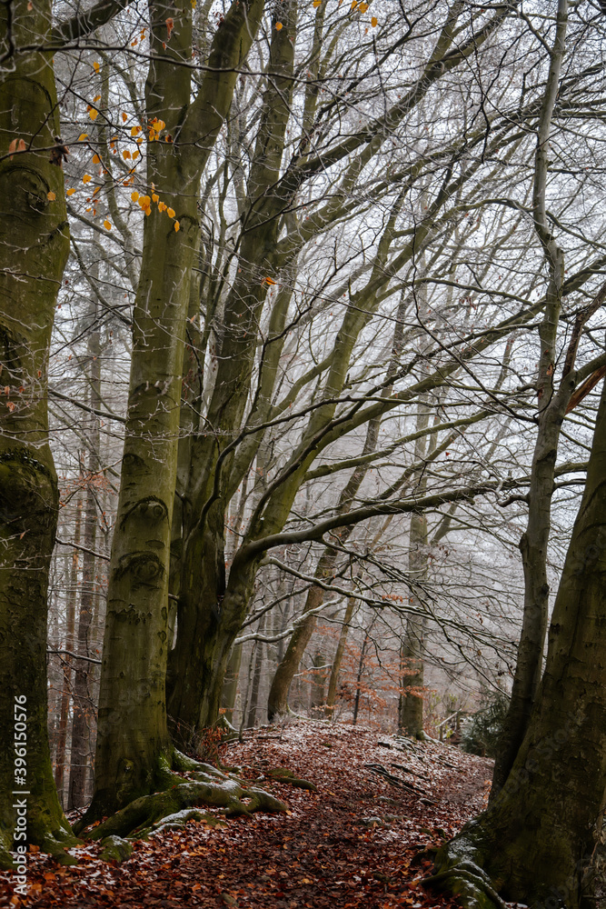 Fototapeta premium Mystical autumn or winter forest, beautiful fall color and snow on trails, road covered with leaves, trees, Hiking Golden Trail of Bohemian Paradise near Vranov castle Pantheon, Czech Republic
