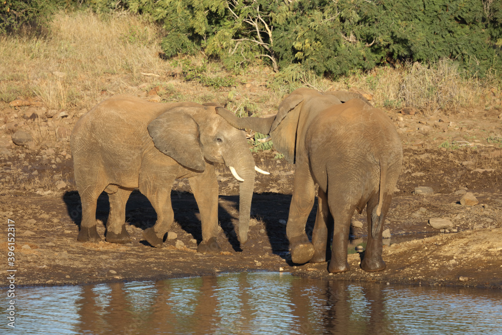 Fototapeta premium Afrikanischer Elefant / African elephant / Loxodonta africana
