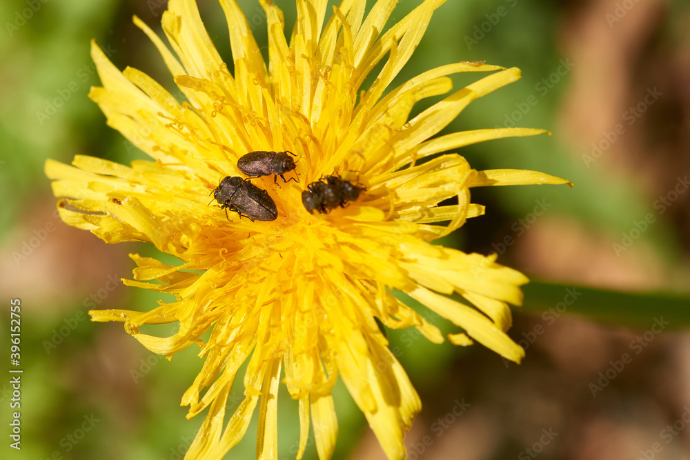 Vierpunktige Kiefernprachtkäfer (Anthaxia quadripunctata) Vierpunktige Kiefernprachtkäfer (Anthaxia quadripunctata)