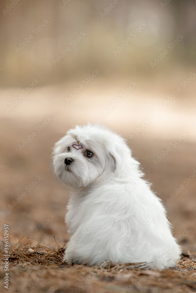 Maltese dog in the forest