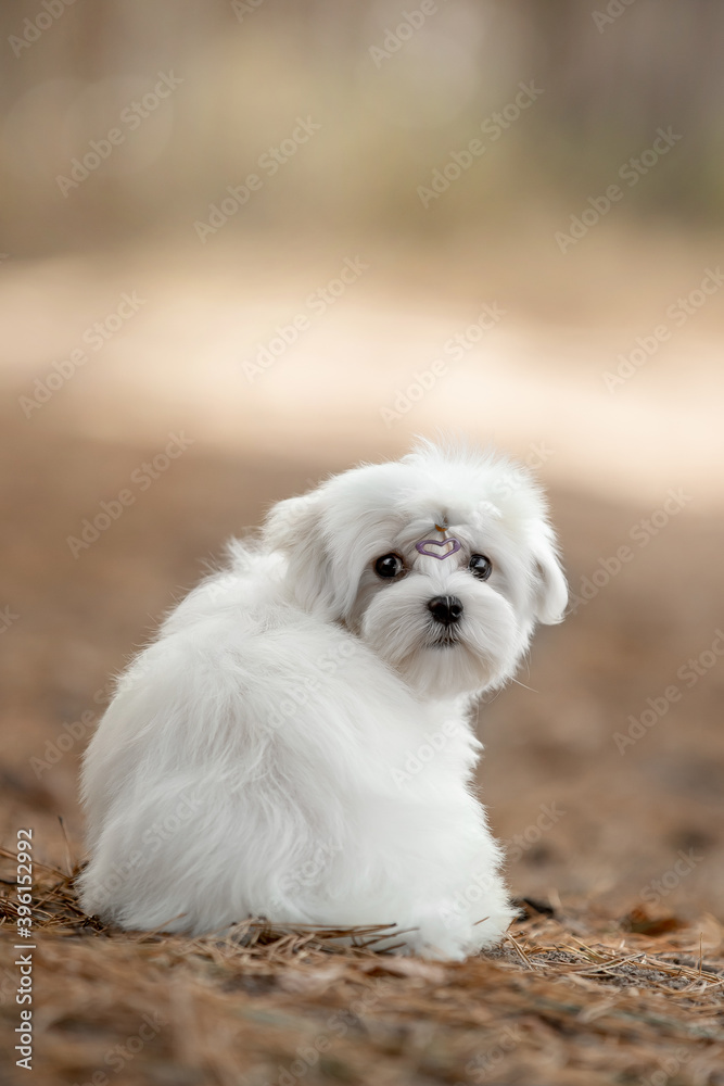 Maltese dog in the forest Maltese dog in the forest