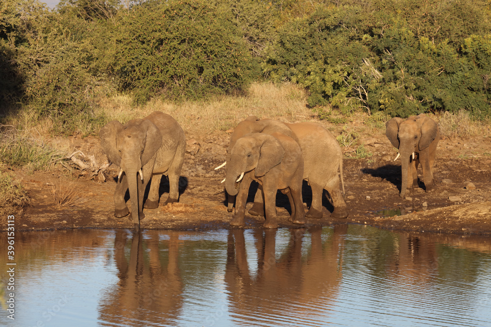Obraz premium Afrikanischer Elefant / African elephant / Loxodonta africana