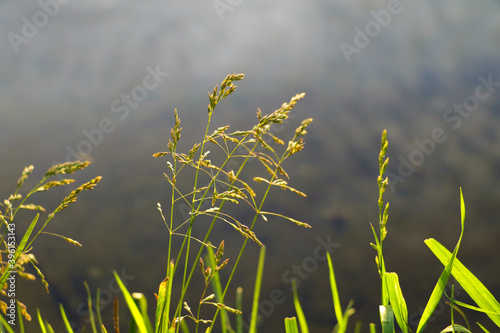 Young green grass near a lake or river, greenery, nature.