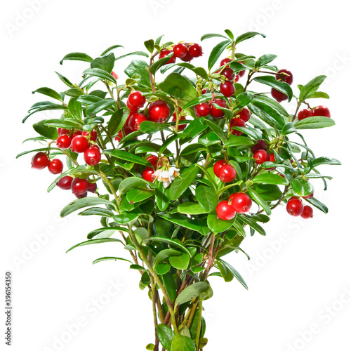 Twigs with red ripe cowberry fruits
