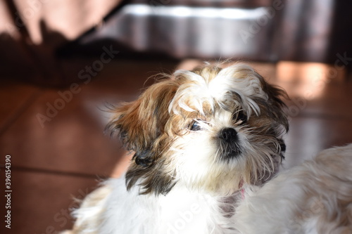 Shih tzu