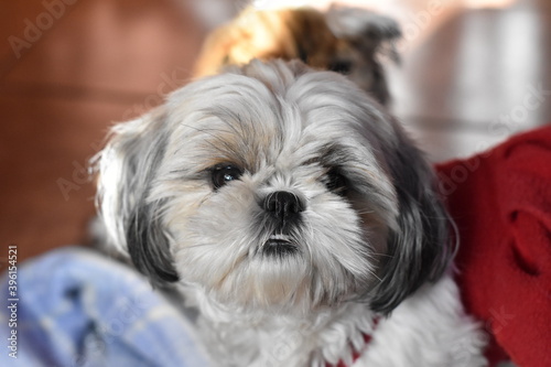Shihtzu 