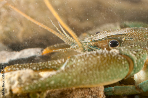 White-clawed crayfish (Austropotamobius pallipes), Apennine mountains, Italy.