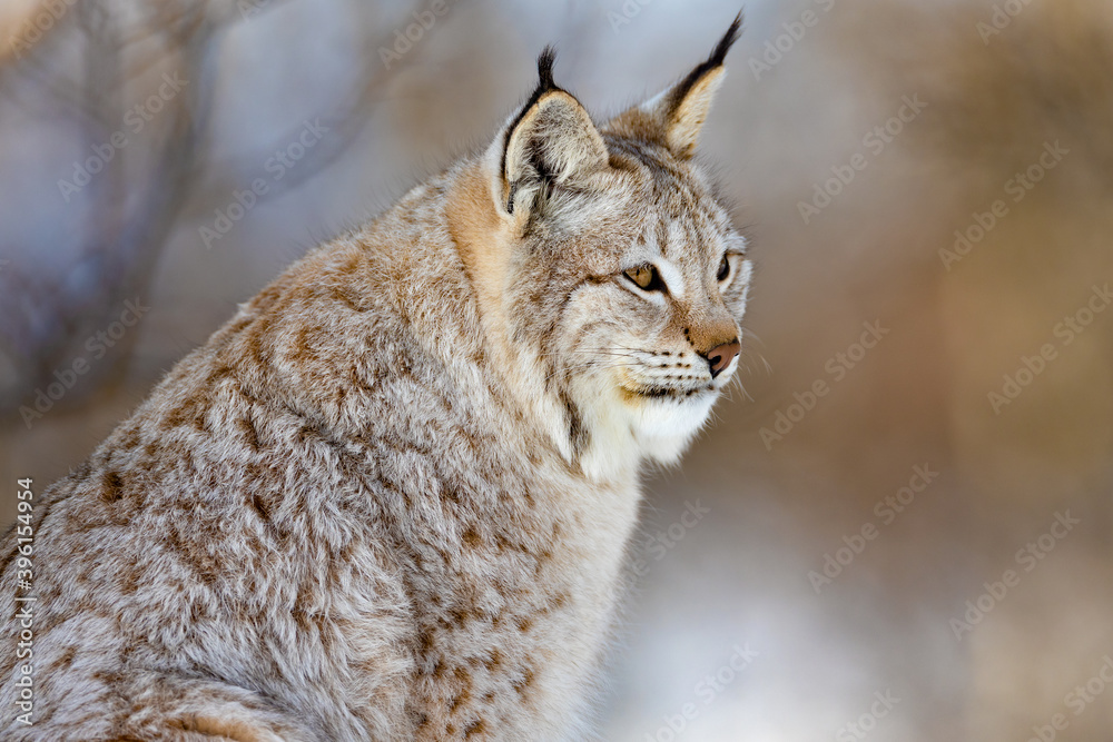 Closeup of alert brown furry lynx looking away Closeup of alert brown furry lynx looking away