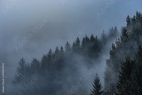 mistisches Waldstück mit Nebel im Schwarzwald