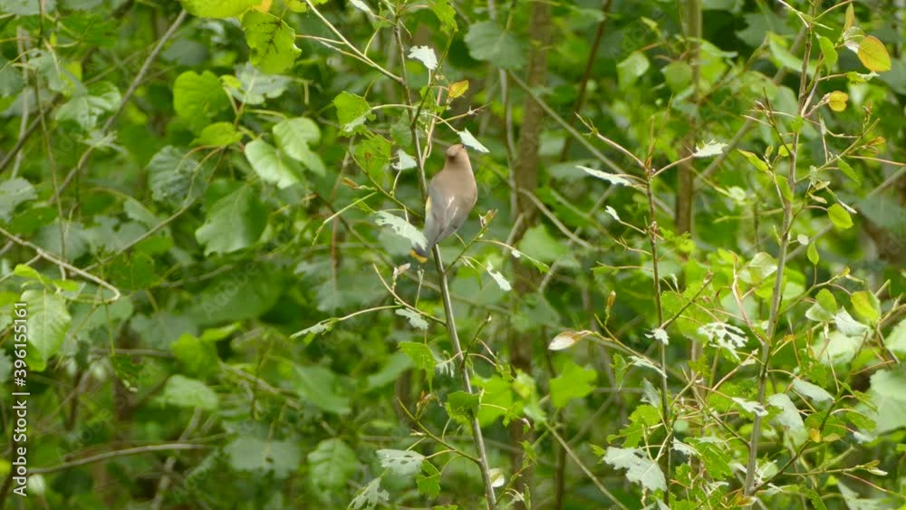 Beautiful Cedar Waxwing perched, looking around then taking flight. Static. Beautiful Cedar Waxwing perched, looking around then taking flight. Static.