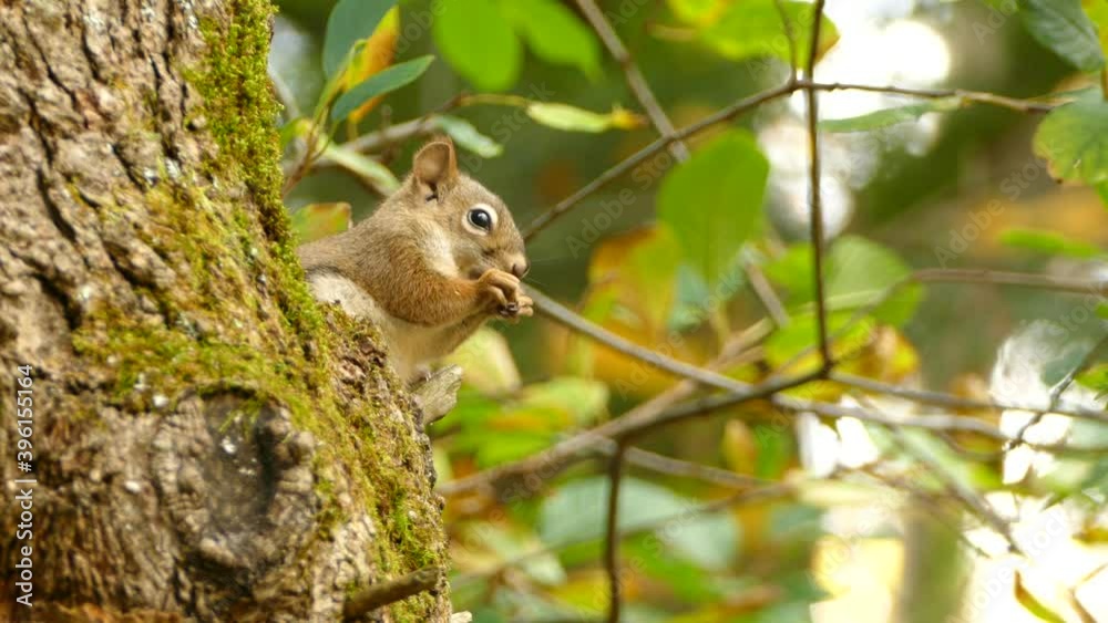 squirrel gnawing on food on a steady shot in the wild. Then walked around and jumped away. squirrel gnawing on food on a steady shot in the wild. Then walked around and jumped away.