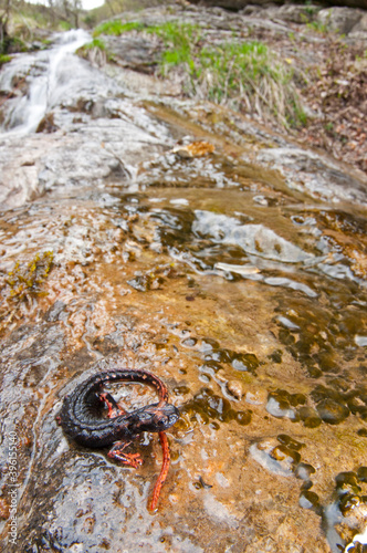 Northern spectacled salamander (Salamandrina perspicillata) in its habitat, Liguria, Italy. photo