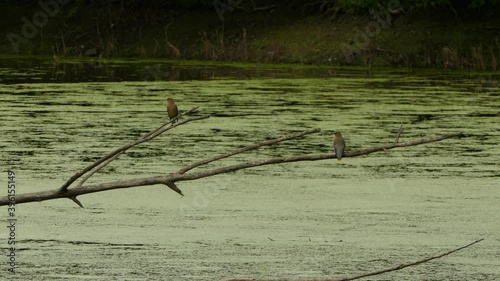 Two Cedar Waxing birds perched above an algae filled pond looking around. photo