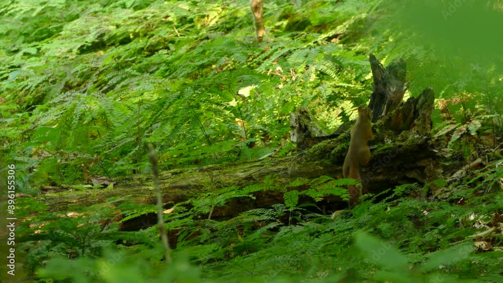 Red squirrel running across a fallen tree surrounded by green foliage. Static. Red squirrel running across a fallen tree surrounded by green foliage. Static.