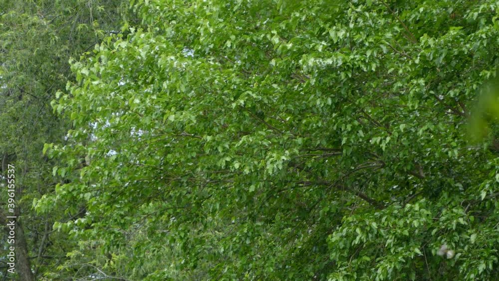 A flock of cedar waxwing birds flying around and roosting in trees. A flock of cedar waxwing birds flying around and roosting in trees.