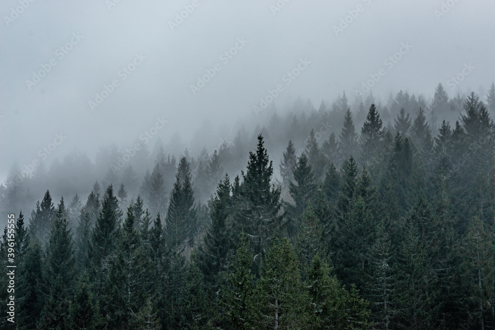 Bäume mit Nebel im Schwarzwald