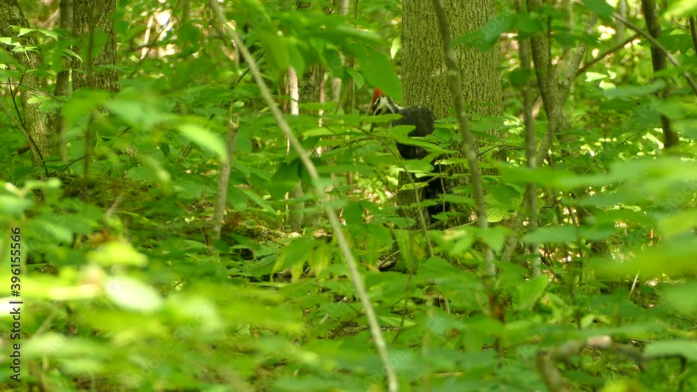 Gorgeous Pileated Woodpecker clinging to a tree in a wooded area. Static. Gorgeous Pileated Woodpecker clinging to a tree in a wooded area. Static.