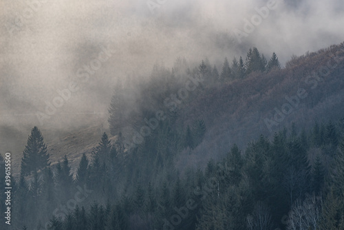 Waldstück mit Nebel im Schwarzwald