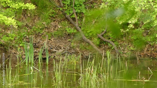 A family of ducks at the waters edge, two mature ducks and seveal ducklings walking out of the water to walk up the leave strewn ground photo