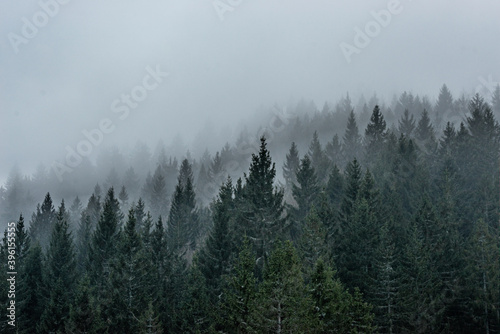 B  ume mit Nebel im Schwarzwald