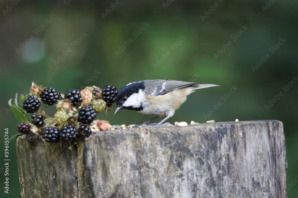 Obraz premium Coal tit feeding in the garden
