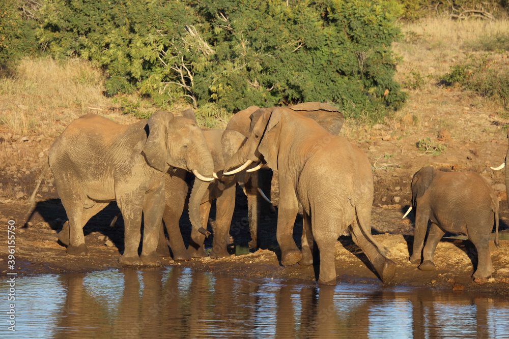 Obraz premium Afrikanischer Elefant / African elephant / Loxodonta africana