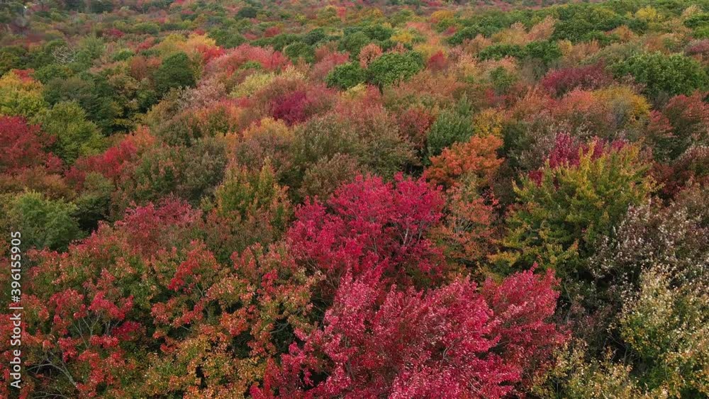 Fall foliage with bright red trees.