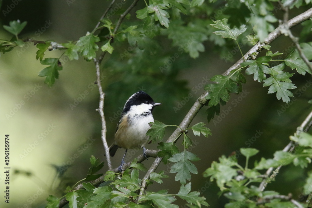 Naklejka premium Coal tit feeding in the garden