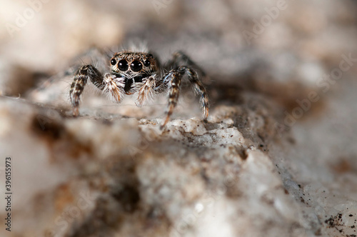 Jumping spider (Salticidae family).