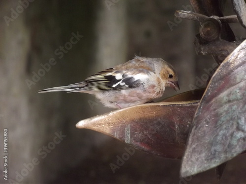 sparrow in the park of cawdor castle, scotland photo