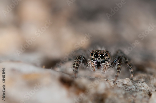 Jumping spider (Salticidae family).