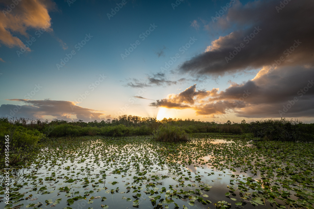 Naklejka premium Sunrise Bursts Over Lilly Pond
