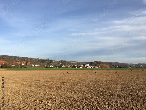 Krähen stehen auf einem abgeernteten Feld auf der Neckarhalde in Esslingen  photo