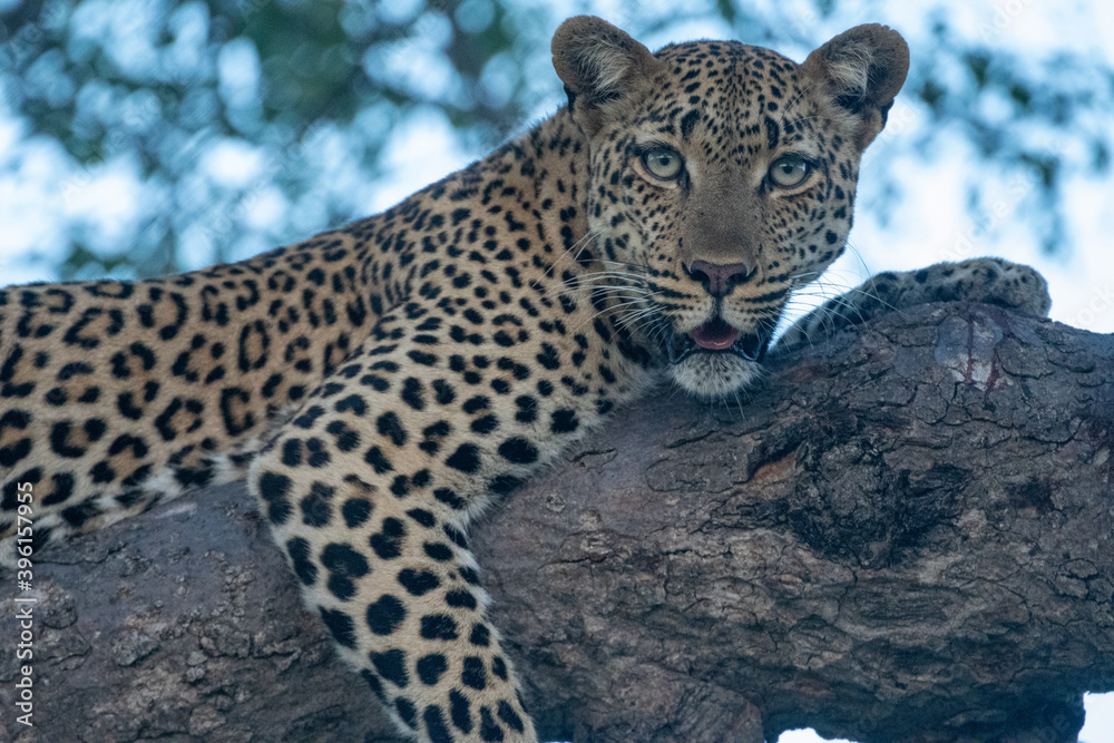 Fototapeta premium Leopard (Panthera pardus) in the Timbavati Reserve, South Africa